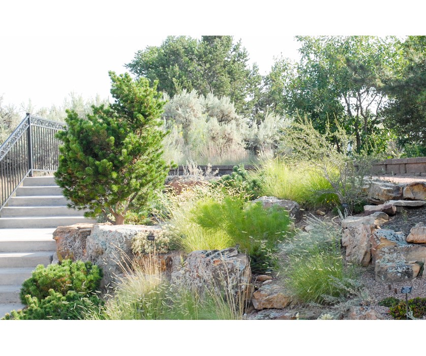 Broom Jack Pine